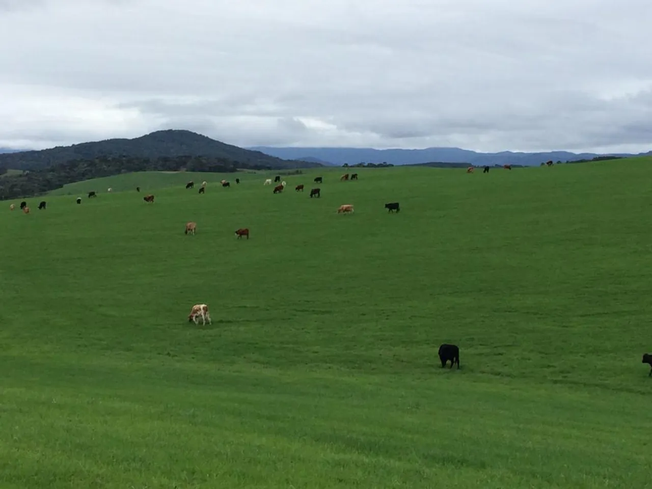 Fazenda/Sítio/Chácara para venda na Serra Catarinense