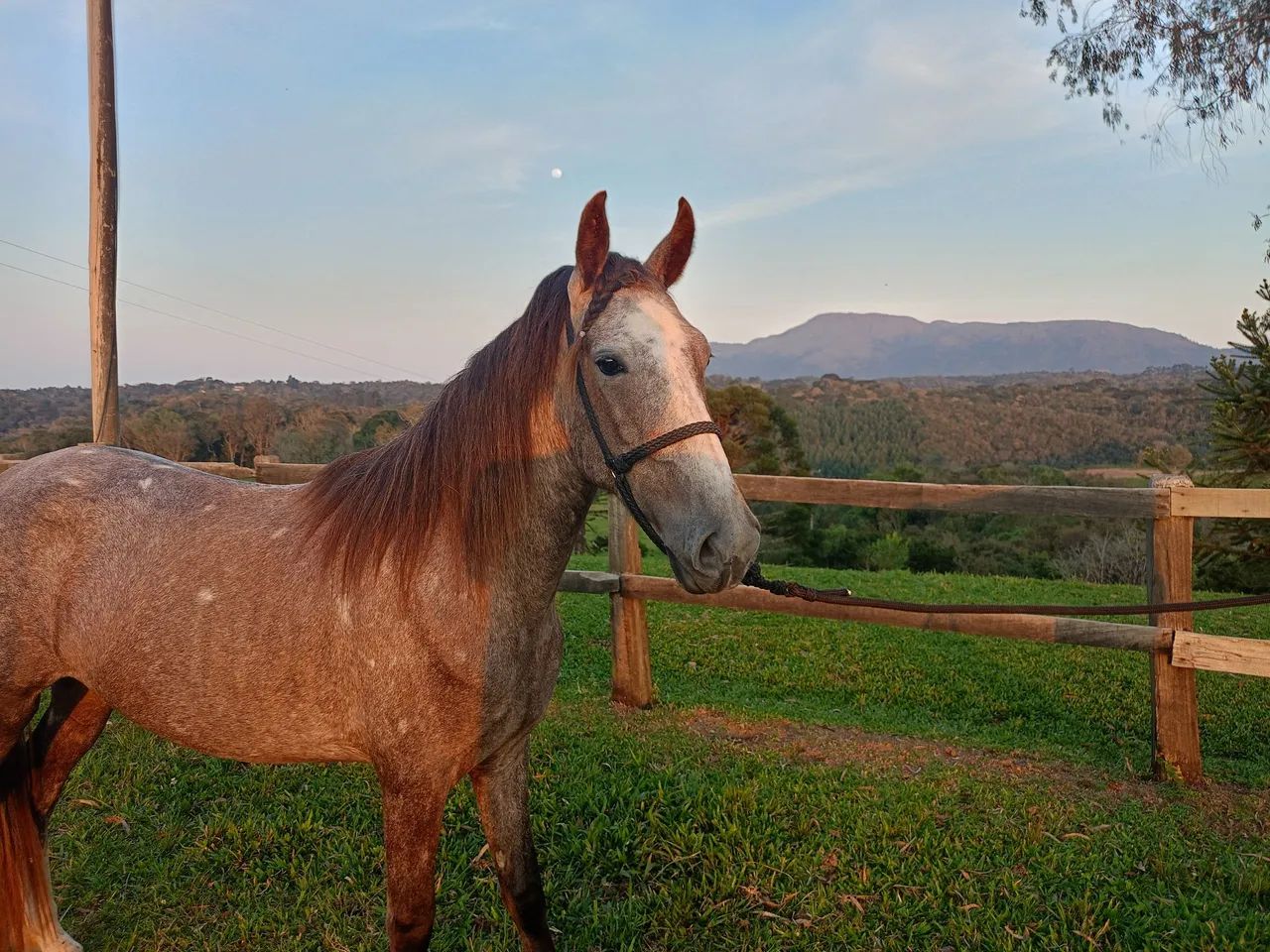 Cavalo Potro Castrado Mangalarga Marchador