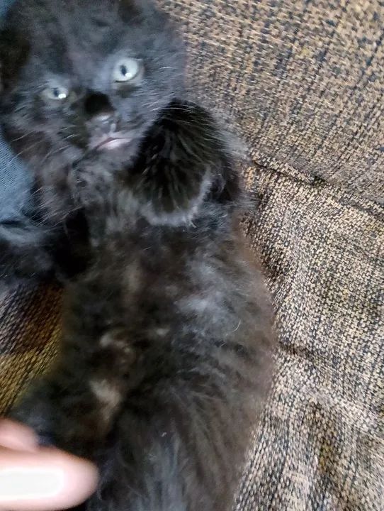 Gatinho preto e um m amarelinho  - Foto 2