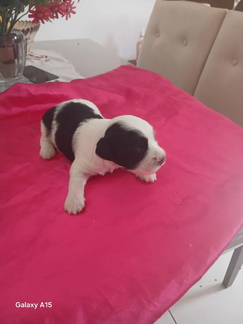 Filhote fofo de cachorro Poodle