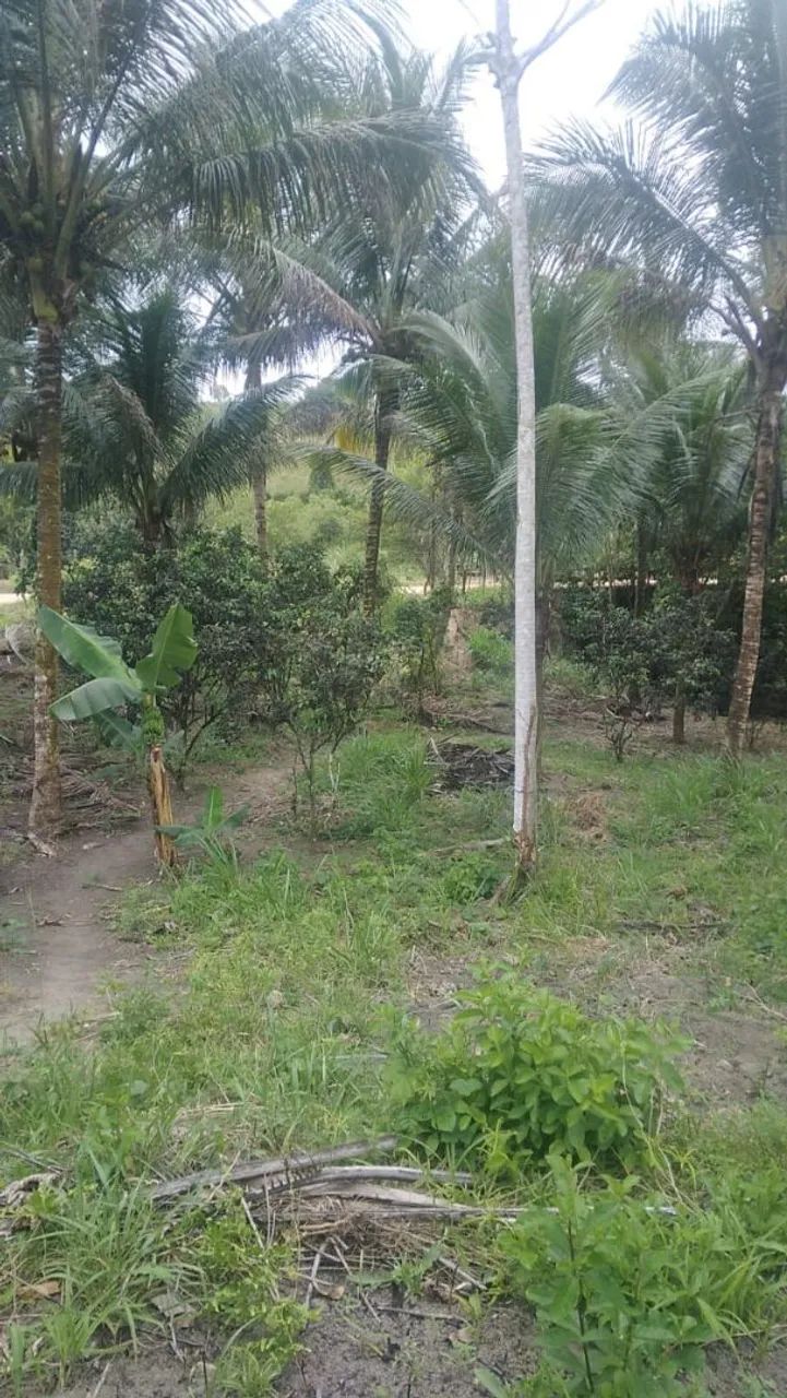 Sítio para vender - Foto 3