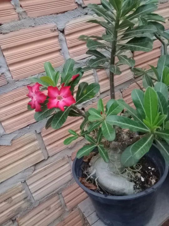 Vende se flor do deserto *46.nao faço entrega  - Foto 3