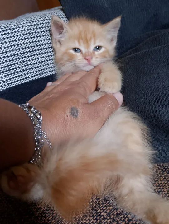 Gatinho preto e um m amarelinho  - Foto 3