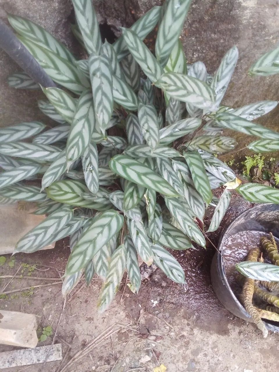 Maranta  - Foto 5