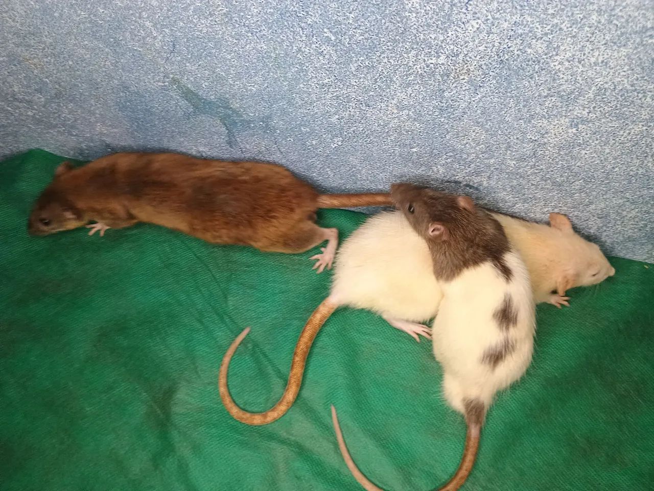 Rato branco disponível para adoção - Foto 4