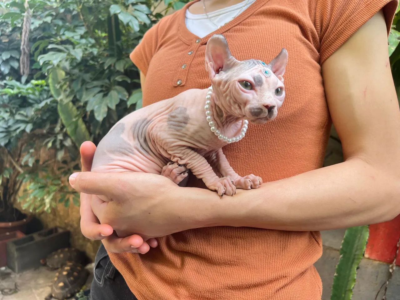 Elf _ sphynx _ gato pelado 