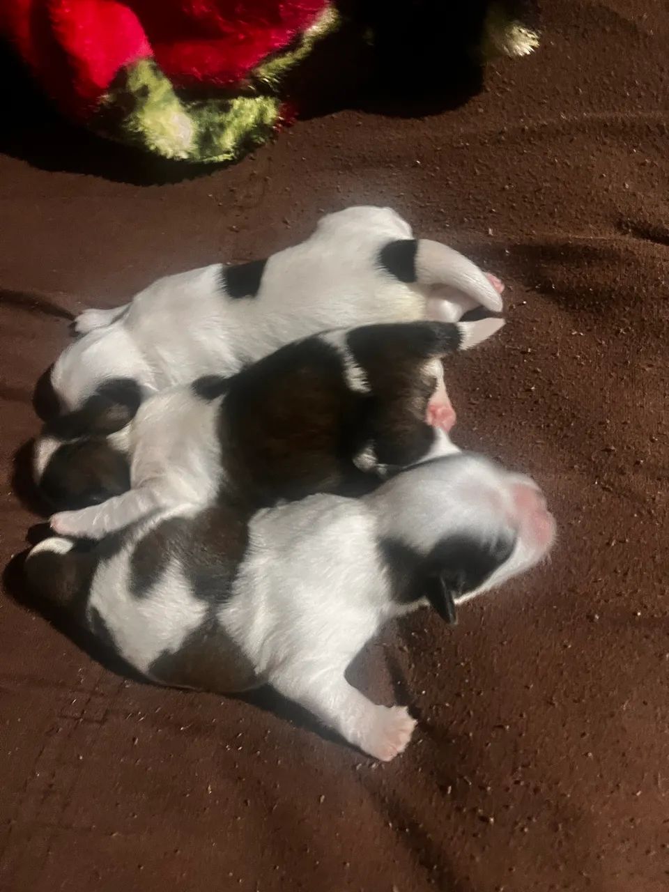 FILHOTES SHIH TZU MACHOS - Prontos para Novo Lar! - Foto 2