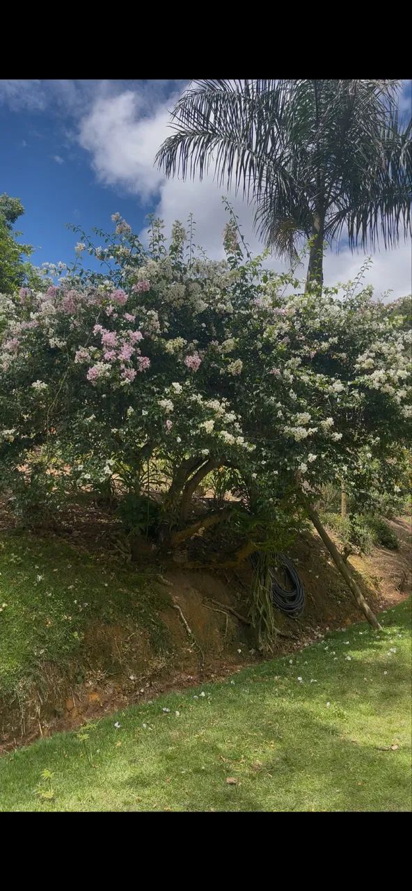 Vd lindo sítio em Santa Teresa - Foto 4