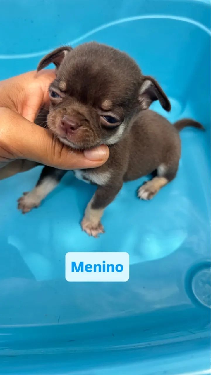 Filhote de Chihuahua  - Foto 2