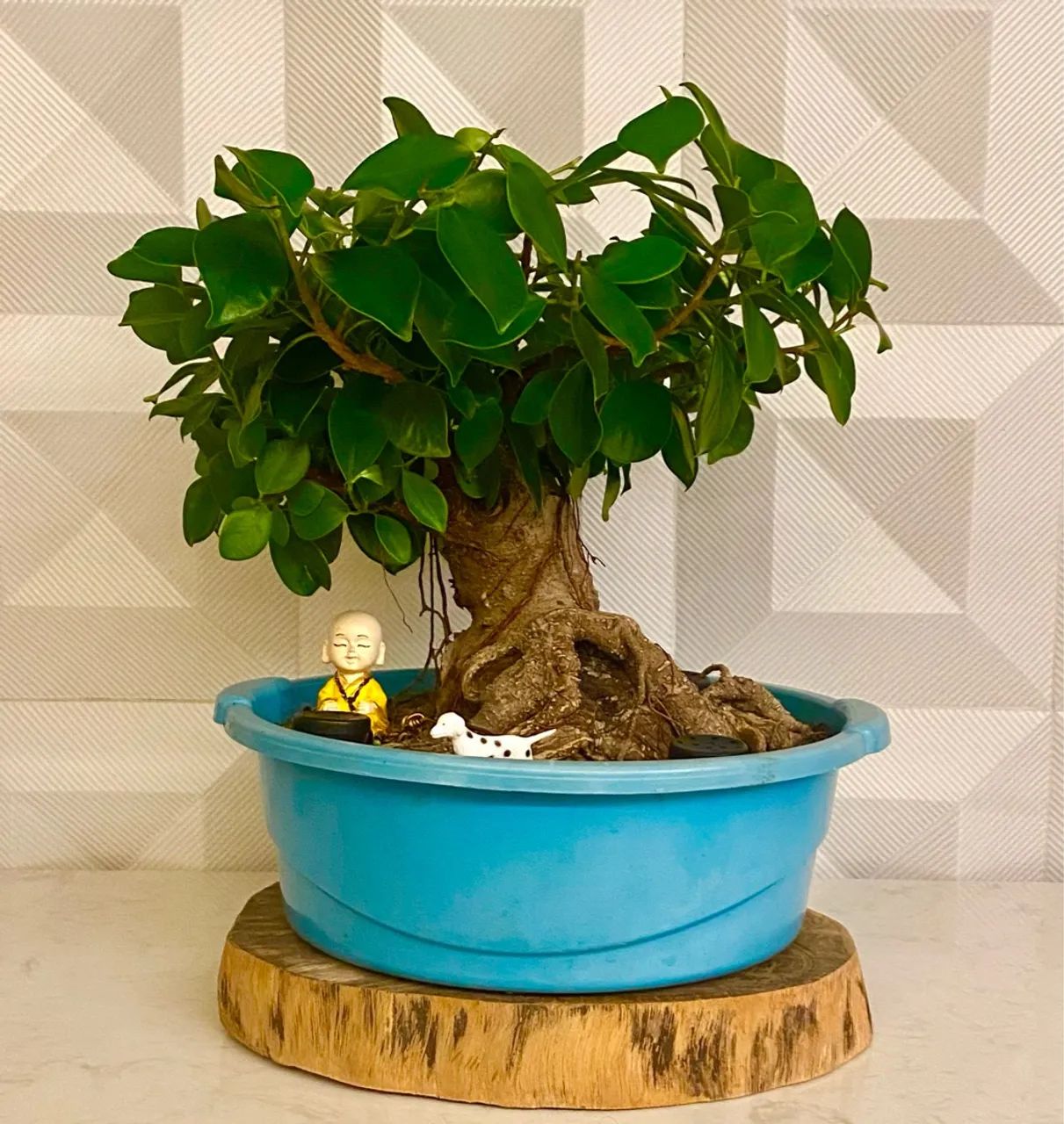 Pré-Bonsai de Ficus Tiger Bark  - Foto 2