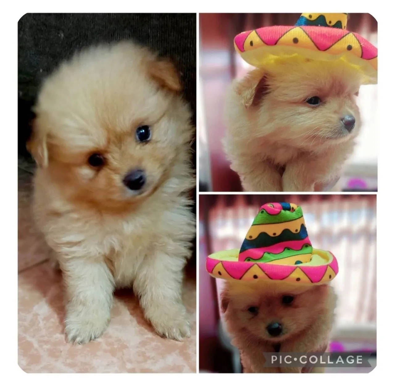 Filhote de Pomeranian - Para um lar cheio de amor