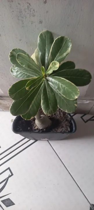 Rosa do deserto : Variegata matriz comercial padrão  - Foto 4