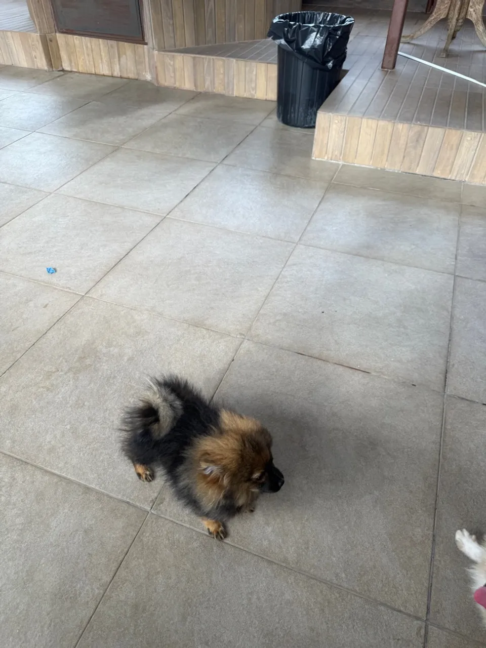 Filhote Spitz Alemão - Fofo e Alegre!