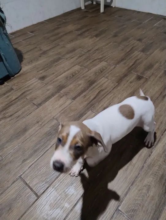 Doação de filhotes com 4 meses  - Foto 3