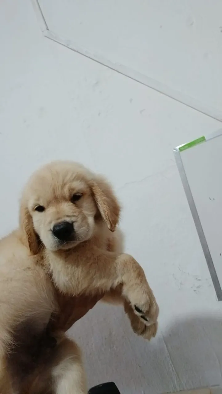 Golden Retriever Filhote - Amor e Companhia!