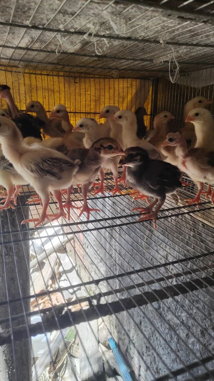 Pintos Índio Gigante e Polaco Gigante  - Foto 3