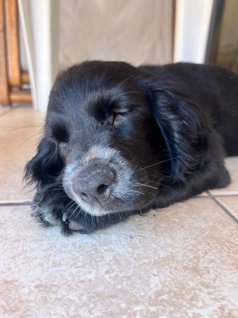 Vendo filhote de cocker spaniel - Foto 2