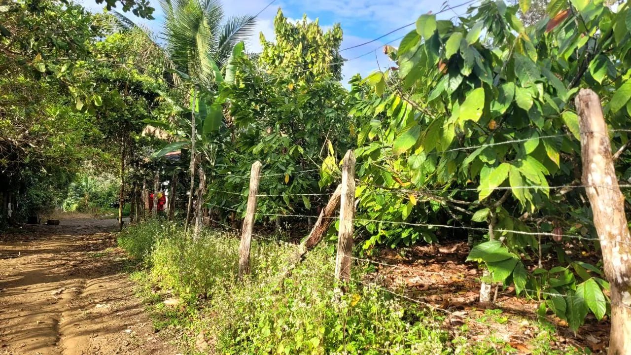 Vendo sítio em Valença Bahia  - Foto 4