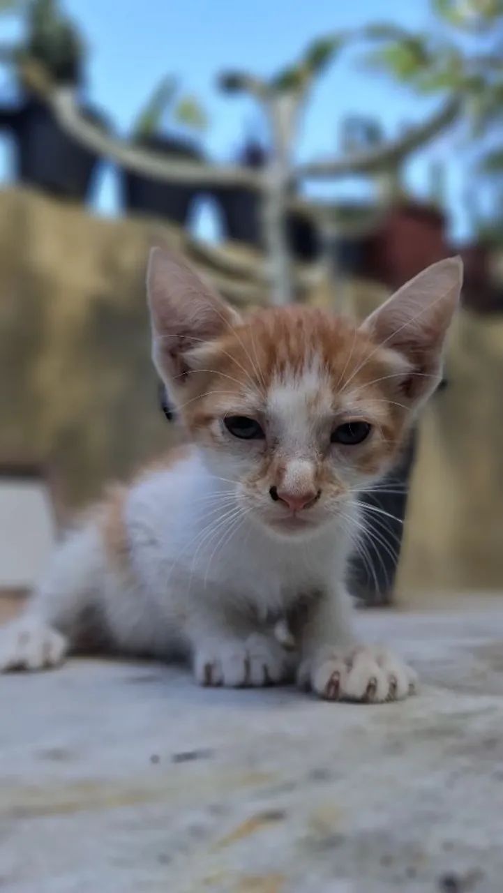 Gata para doação amarela64298692544898122