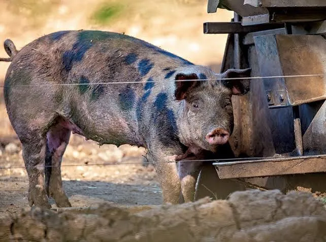 Quero doar um porco
