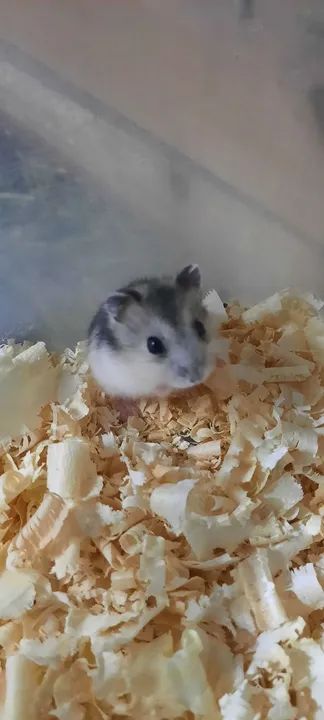 Hamster anão russo filhotes disponíveis 