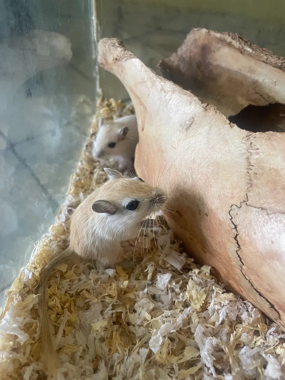 Esquilo da mongolia Gerbil