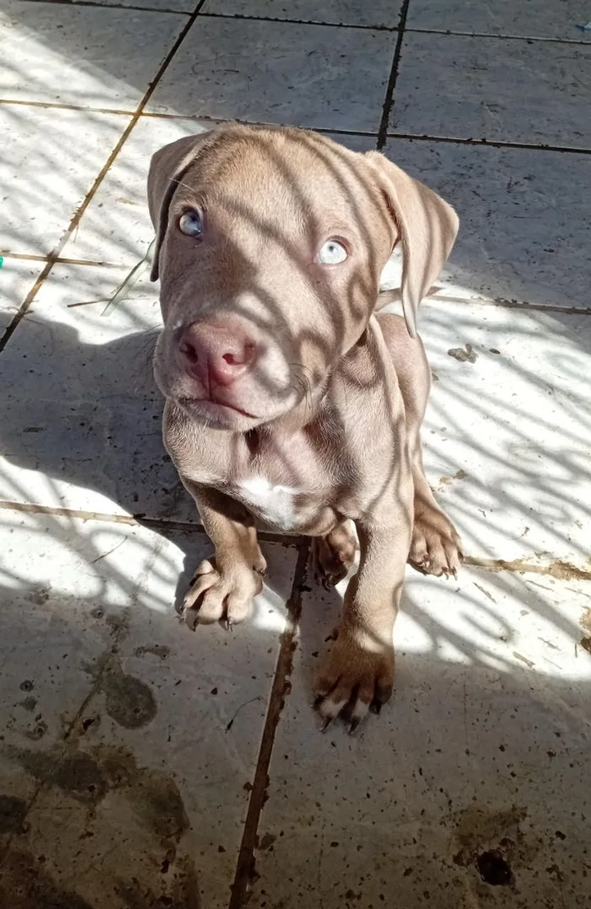 Pitbull macho 3 meses vende-se