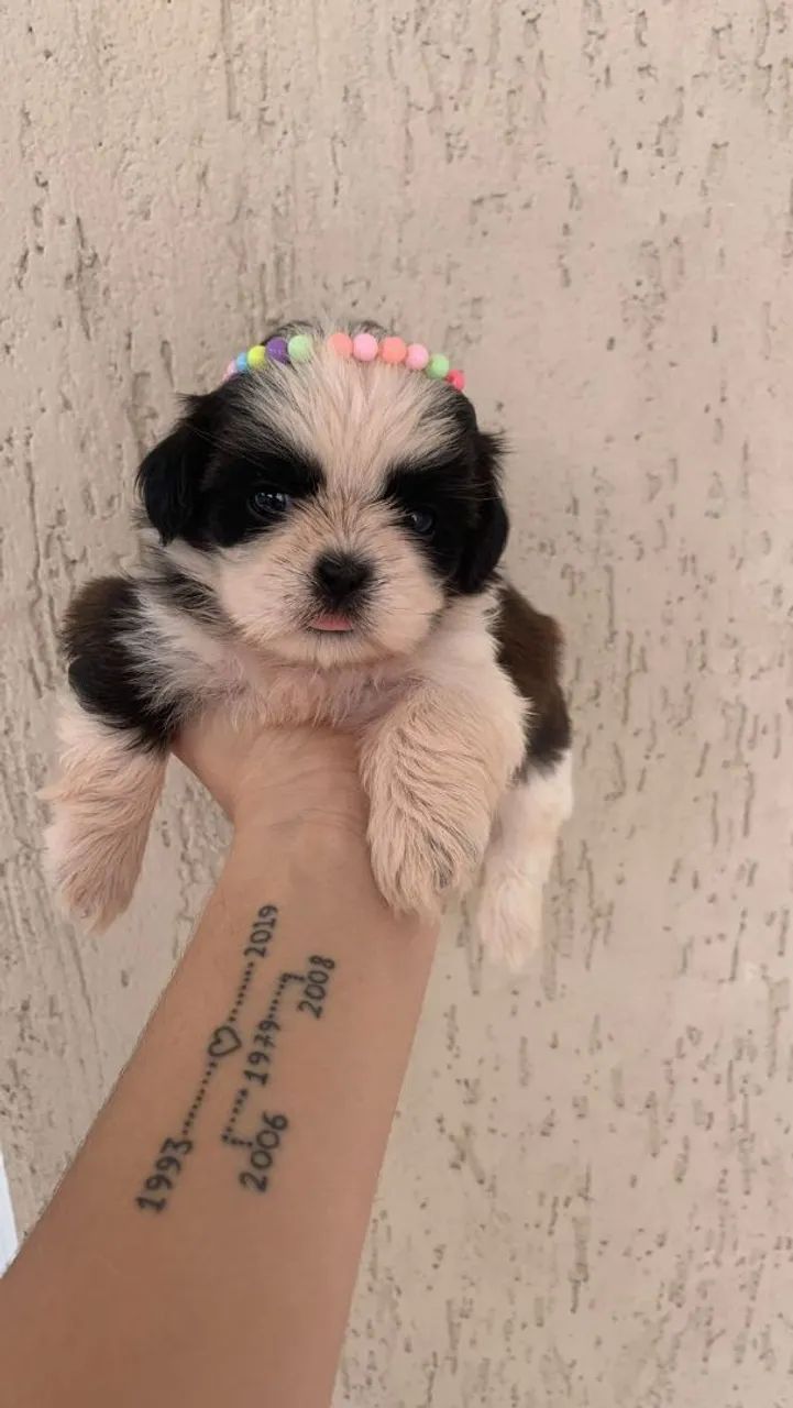 Filhote Shih Tzu - Lindíssimo - Foto 4