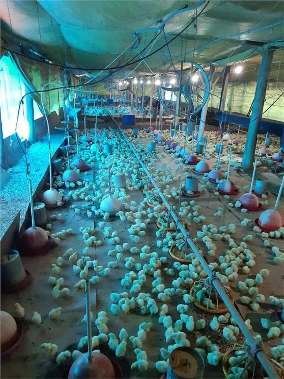 Chácara com 3 quartos à venda em Parque Jaraguá - SP