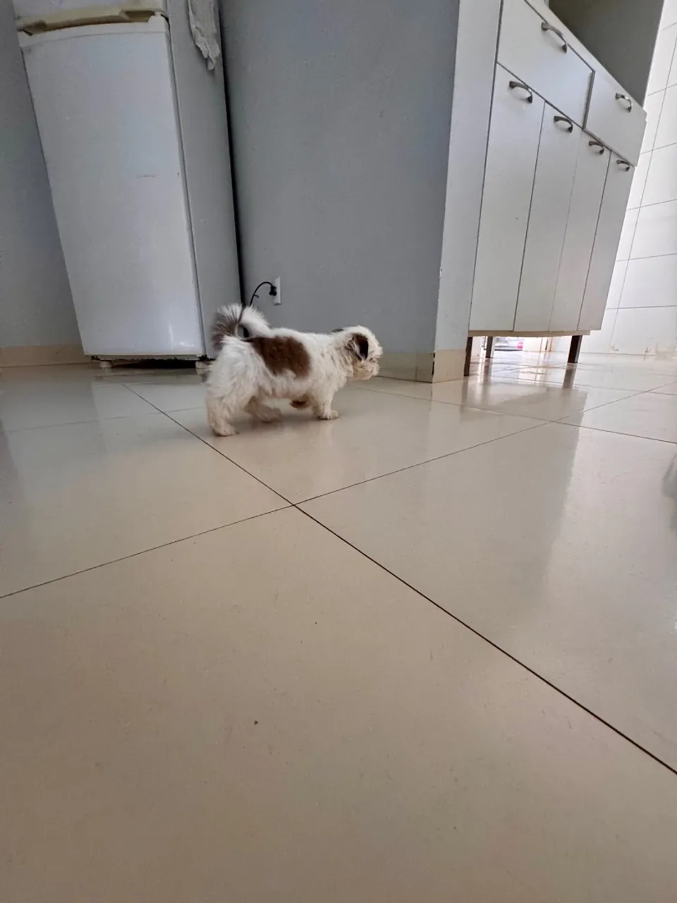 Filhote Shih Tzu Macho