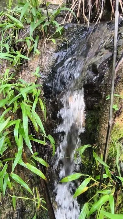 Uma linda Chácara de 7 alqueires Perto de Mundo Novo de Goiás  - Foto 3