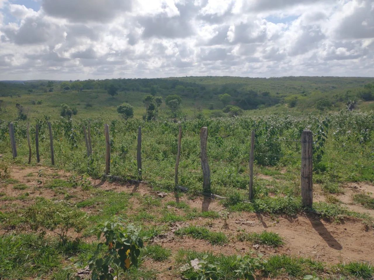 Fazenda em Macajuba - Foto 3