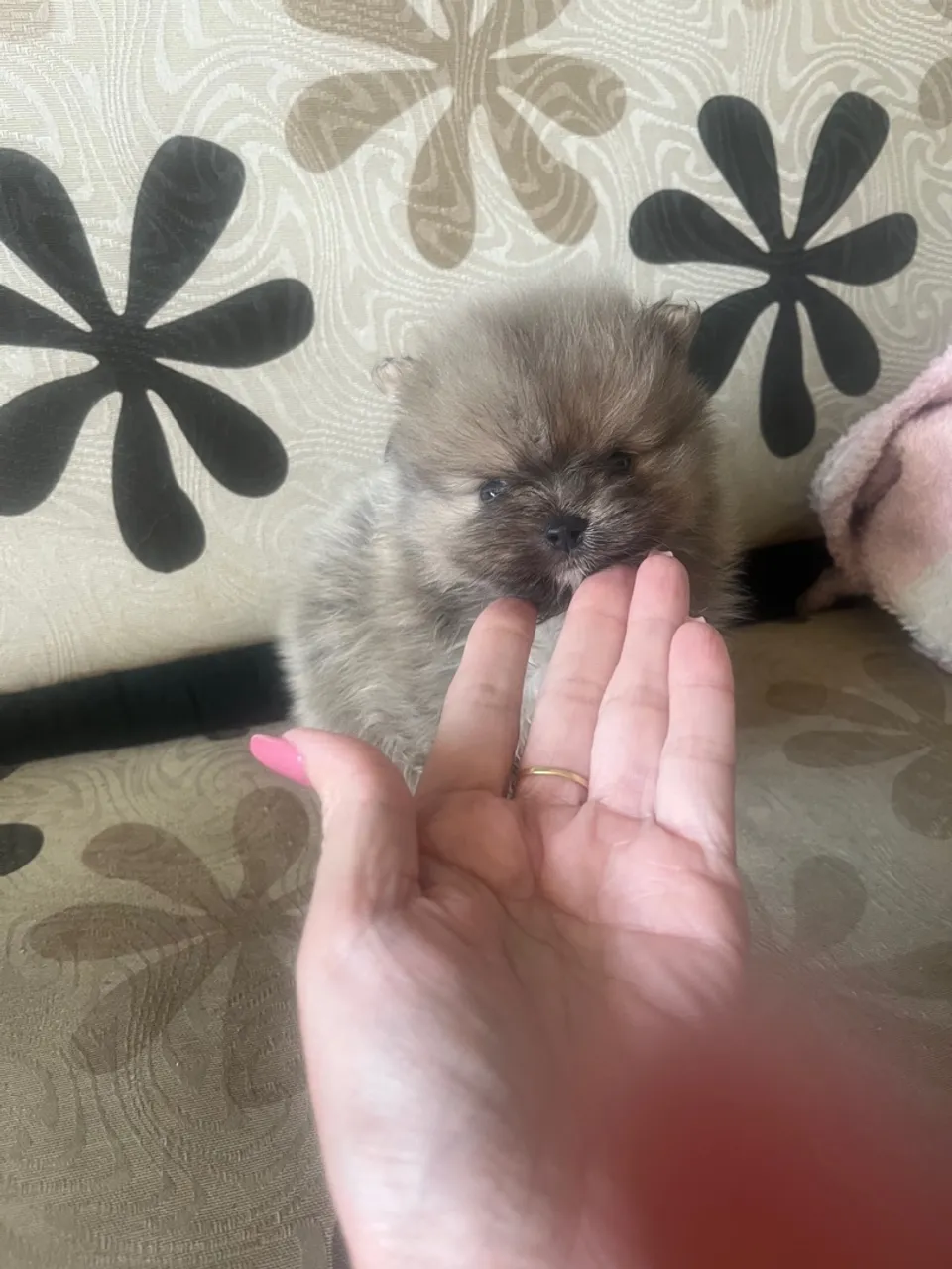 Lulu da pomerania macho anao