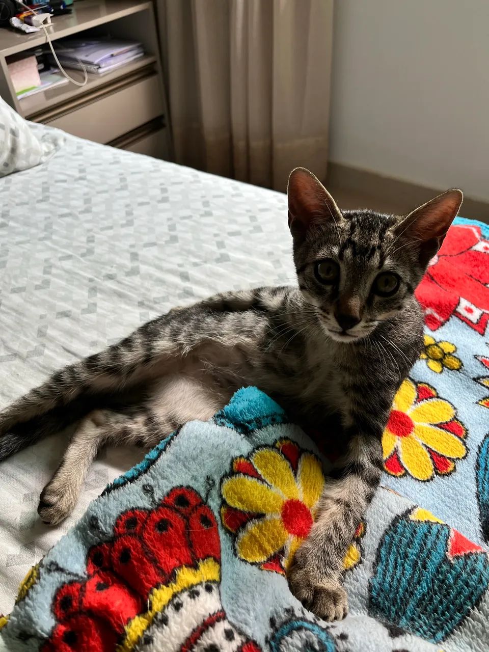 Doação de gatinho - Foto 2