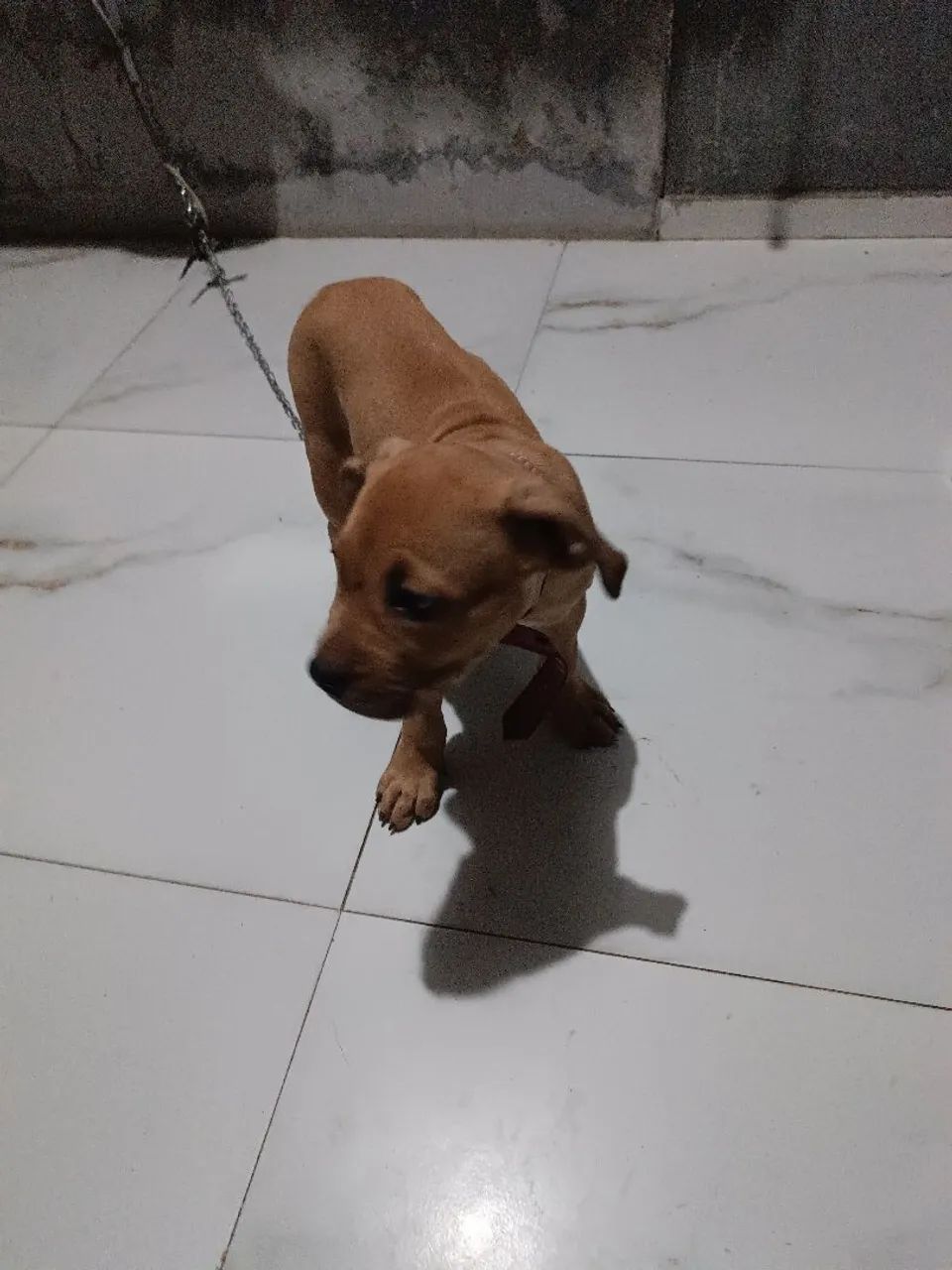 Filhote de Pitbull 