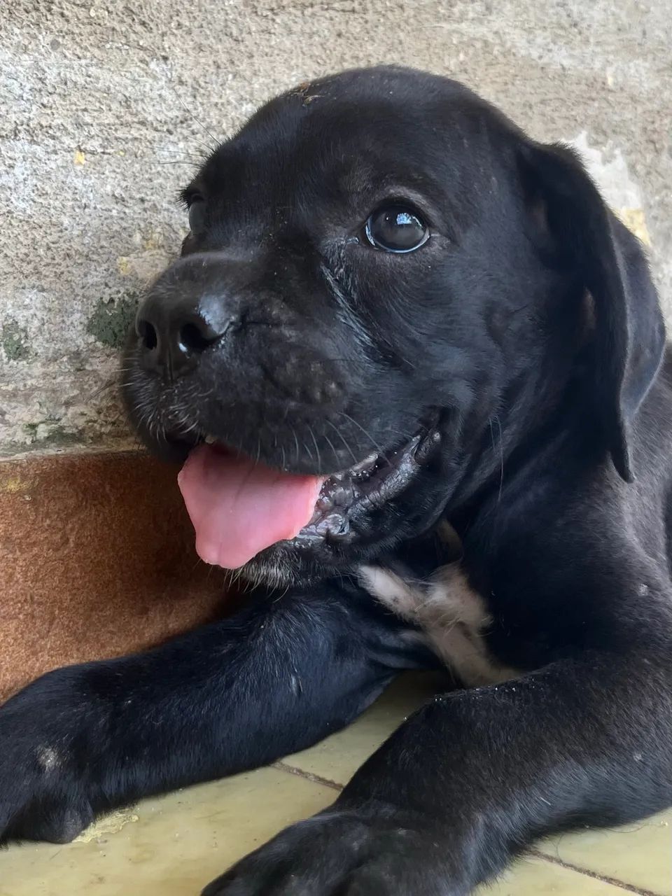 Cane Corso com Pedigree CBKC - Foto 5