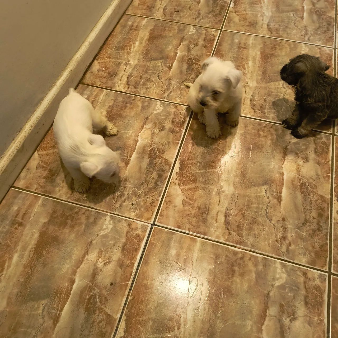 Animais  - Foto 2