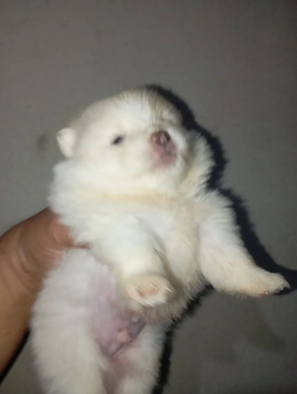 Spitz Macho  - Foto 4