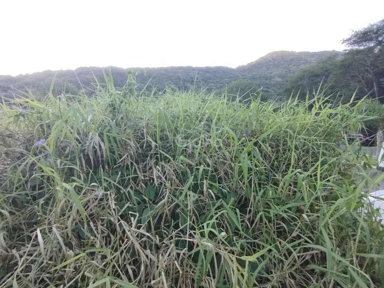 Terreno com 573 m² no bairro Lagoa da Conceição - Foto 4