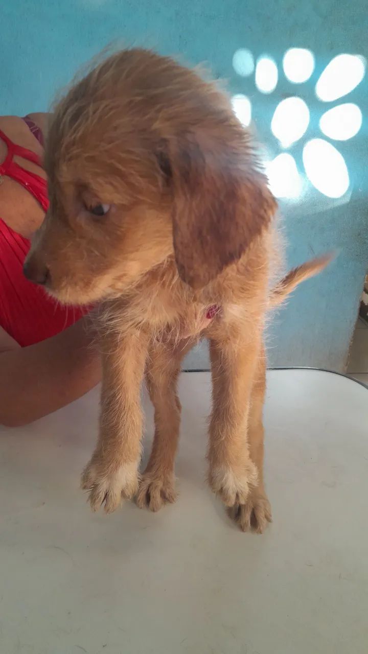 DOAÇÃO  - Foto 4