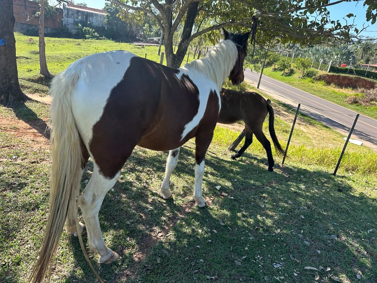 Cavalo valor 3700 - Foto 3