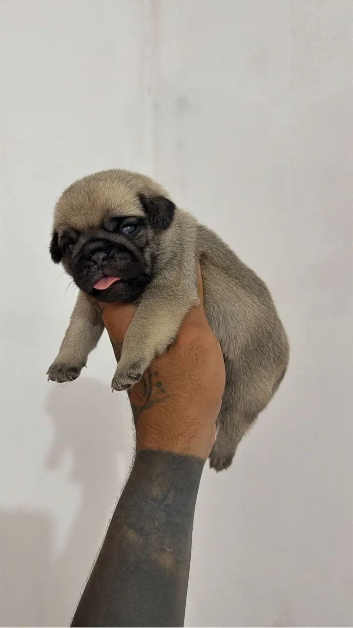 Pug - Foto 2