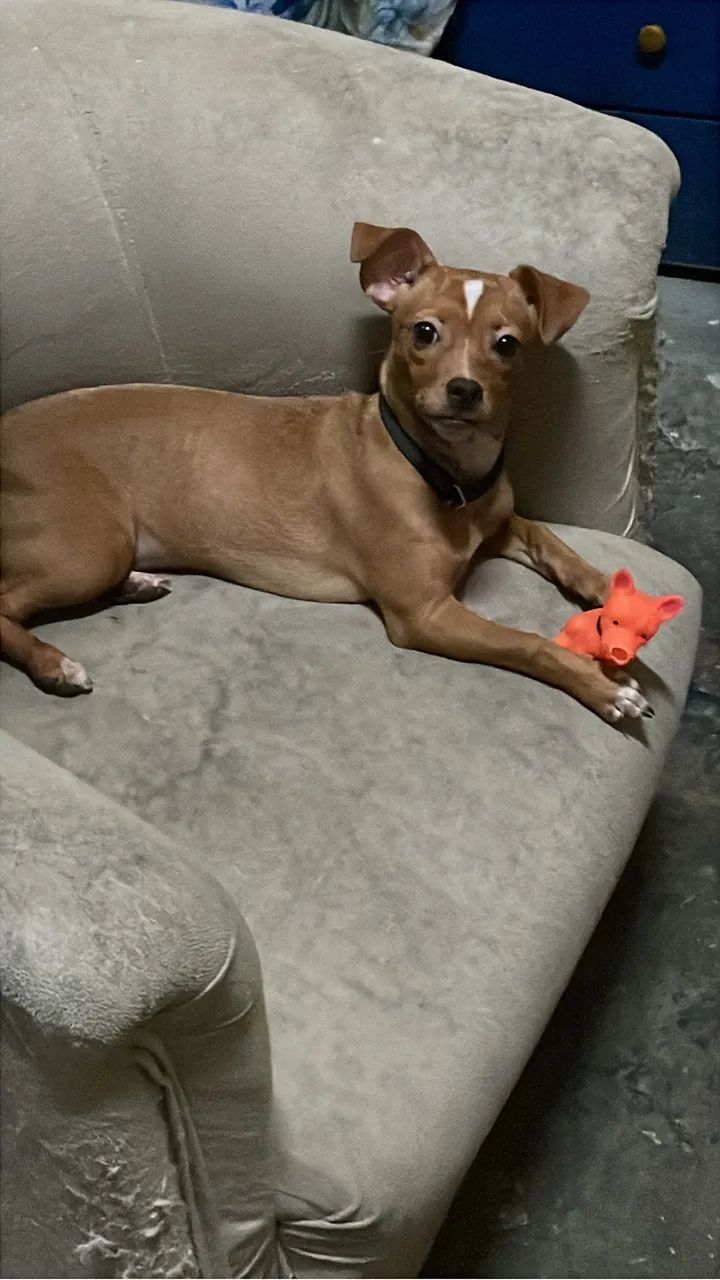 Pinsher 