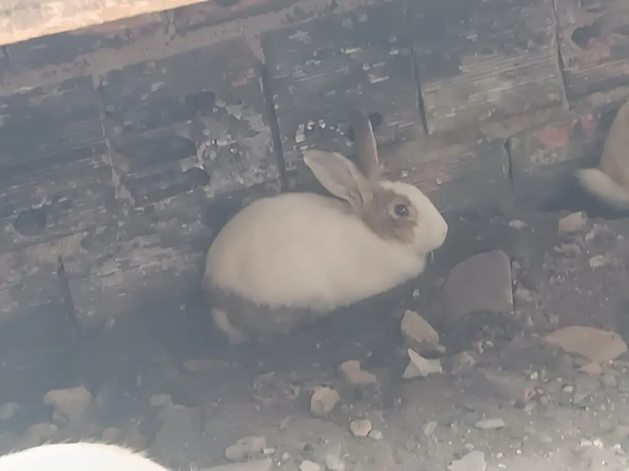 Coelhos  - Foto 2