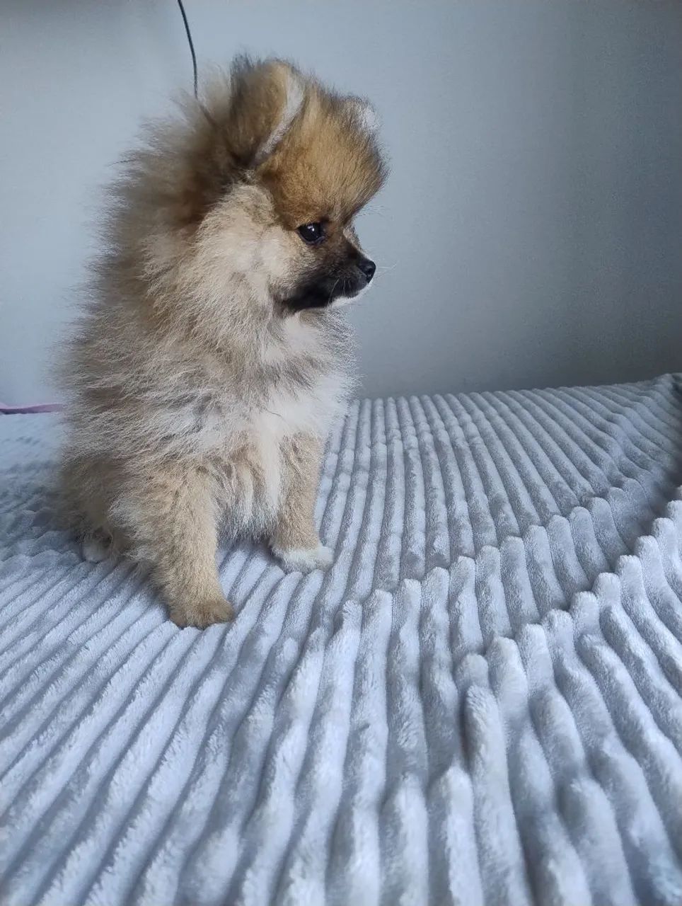 Macho spitz alemao