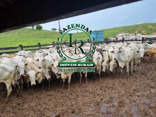 Fazenda de 400 Alqueires no Estado do Pará - Foto 4