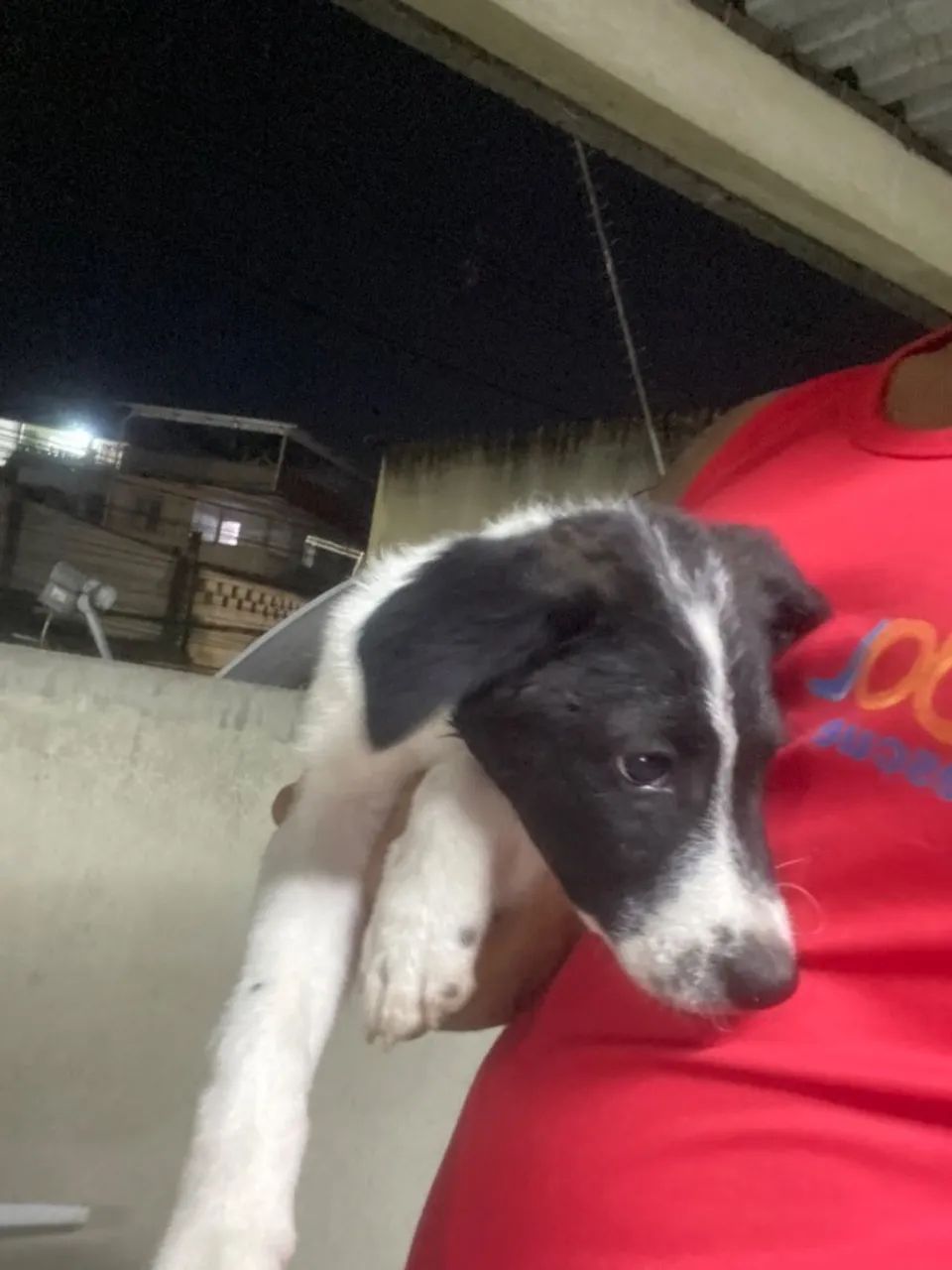 Cachorro - Foto 4