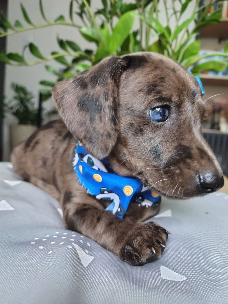 Lindo filhote miniatura arlequim (Macho) - Foto 2