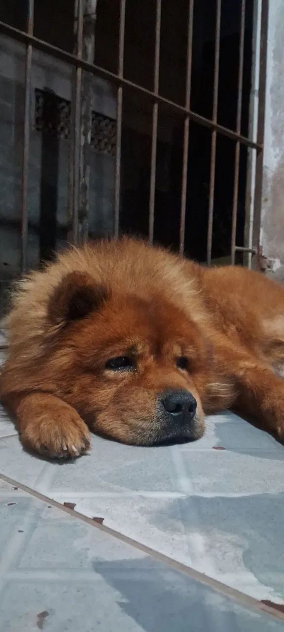 vendo este chow chow