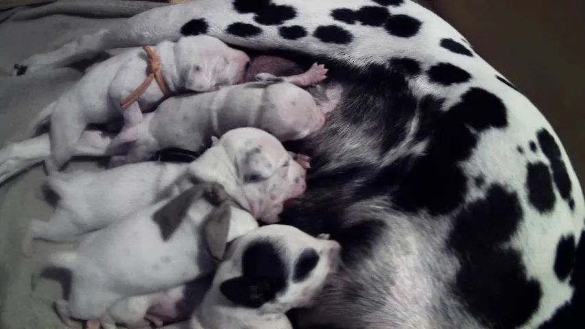 dalmata 200 cada 